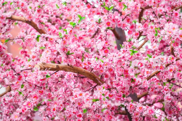 Sakura fiori sull'albero