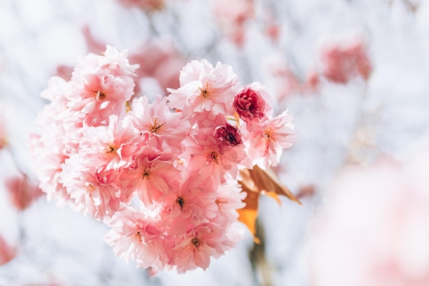 Sakura fiorisce il fiore di ciliegio