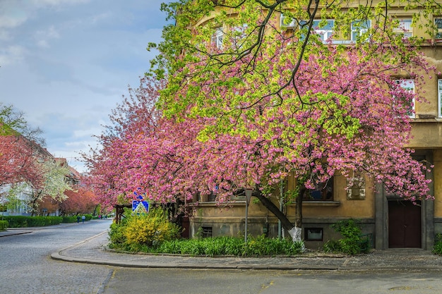 Sakura fiorisce per le strade della città di Uzhgorod in Ucraina