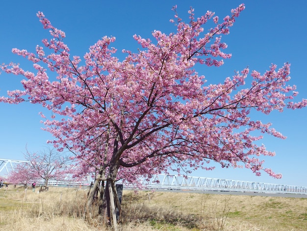 Sakura giapponese, albero di fioritura dei fiori di ciliegia rosa e cielo blu sulla stagione primaverile.