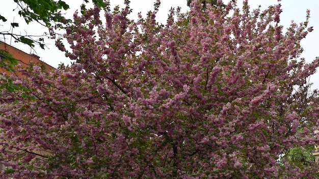 Sakura giapponese di ciliegio in fiore con fiori in una bella giornata primaverile