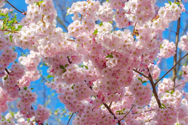 Sakura in fiore con fiori rosa in primavera