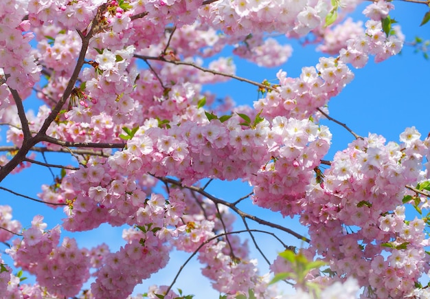 Sakura in fiore con fiori rosa in primavera