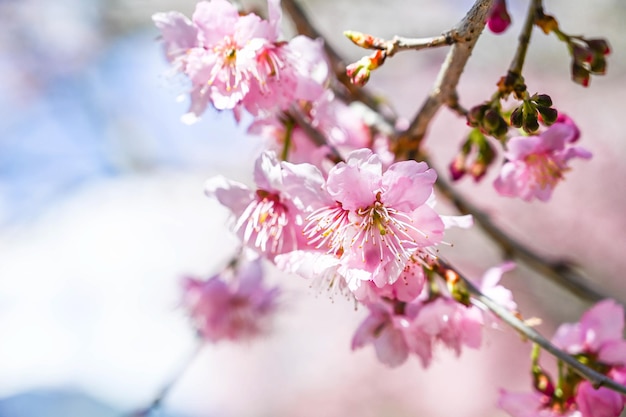 Sakura in fiore con fiori rosa in primavera