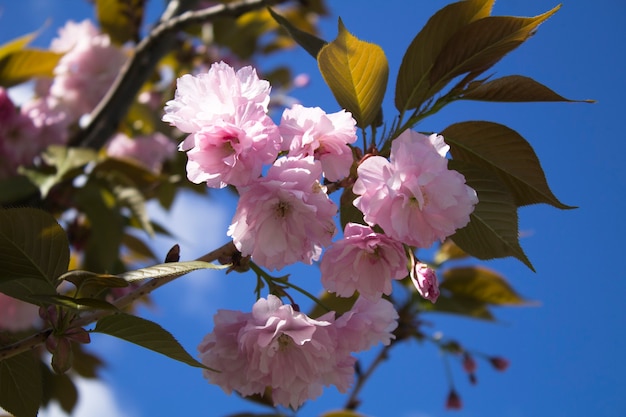 Sakura in fiore rosa contro il cielo blu. Avvicinamento.