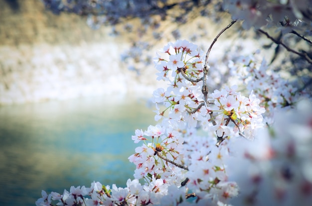 Sakura in soft focus, rosa brillante fiore di ciliegio sullo sfondo sfocato in Giappone.