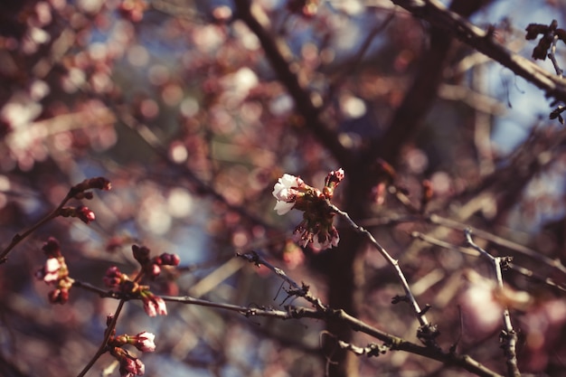 Sakura nel giardino di primavera. Fiori rosa.