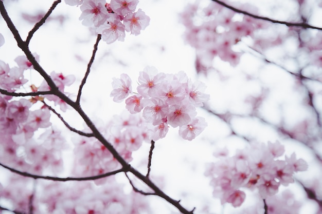 Sakura o Cherry Blossom o fiore di ciliegio giapponese in fiore nel giardino.