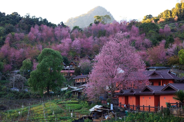 Sakura o fiori di ciliegio a Doi Ang Khang a Chiang Mai Thailandia