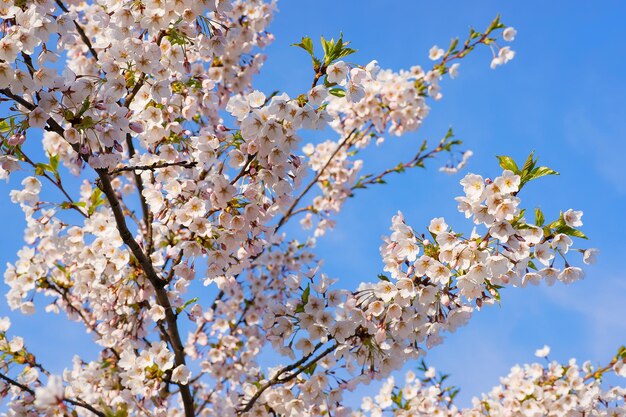 Sakura o fiori di ciliegio che fioriscono in primavera su sfondo blu naturale