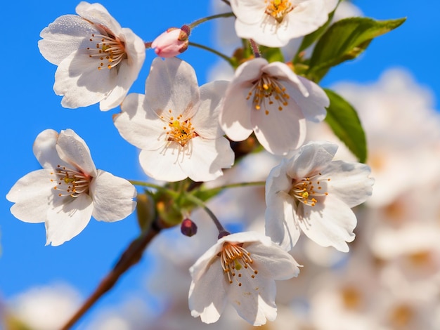 Sakura o fiori di ciliegio sbocciano in primavera su sfondo blu naturale