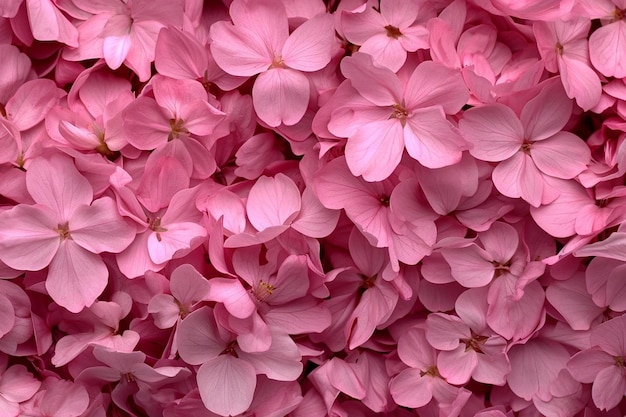 Sakura petali vacanza sfondo ciliegia