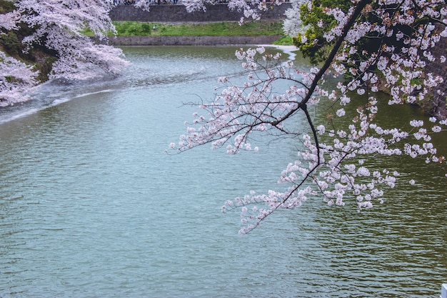 Sakura piena fioritura e caduta nel canale