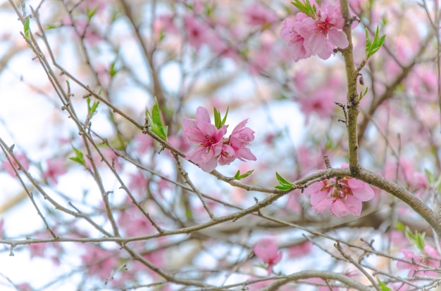 Sakura Pink in soft focus, bellissimo fiore di ciliegio in Giappone.