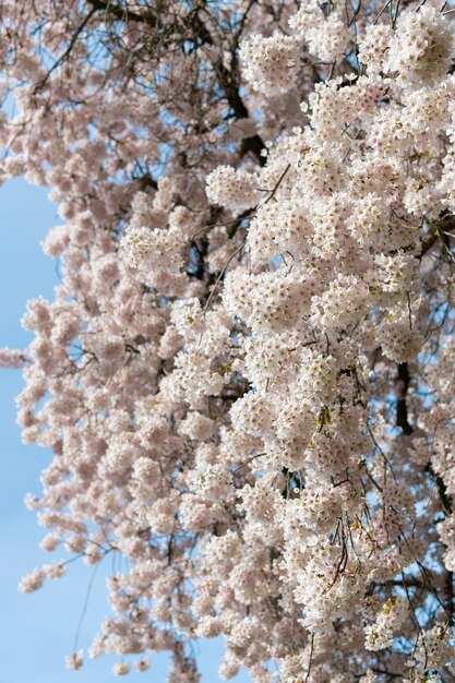 Sakura primaverile fresca che fiorisce sul ramo foto della fioritura di sakura in fiore