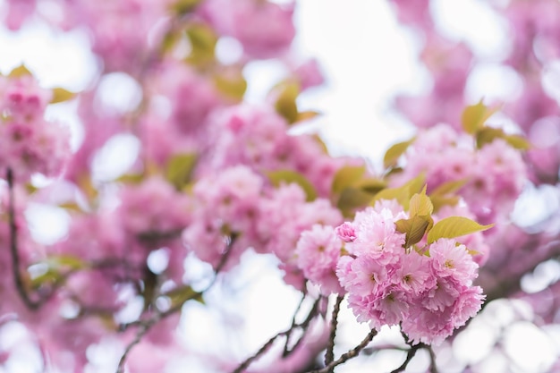 Sakura ramo di albero con fiori su uno sfondo sfocato Primo piano fuoco selettivo