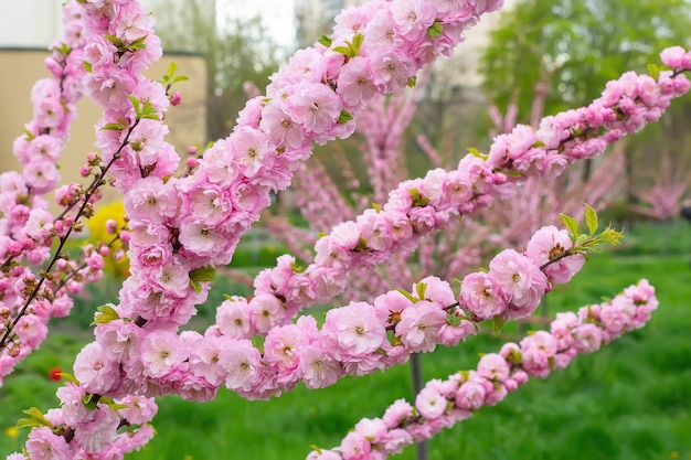 Sakura rosa fiore di ciliegio ramo di un albero da vicino in giardino Sfondo primaverile