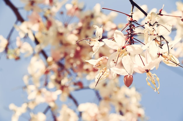 Sakura Tailandia