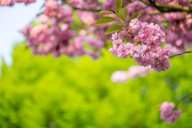 Sakura tree cherry blossoms