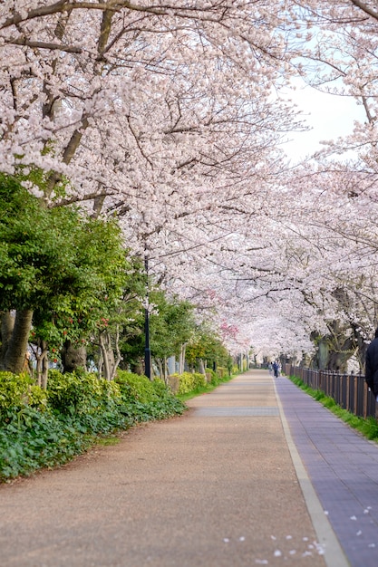 Sakura