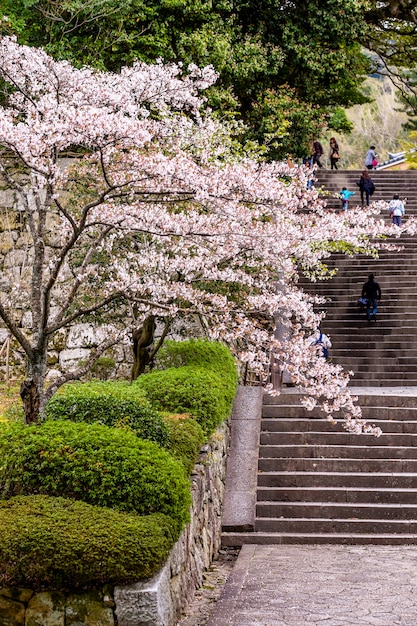 Sakura