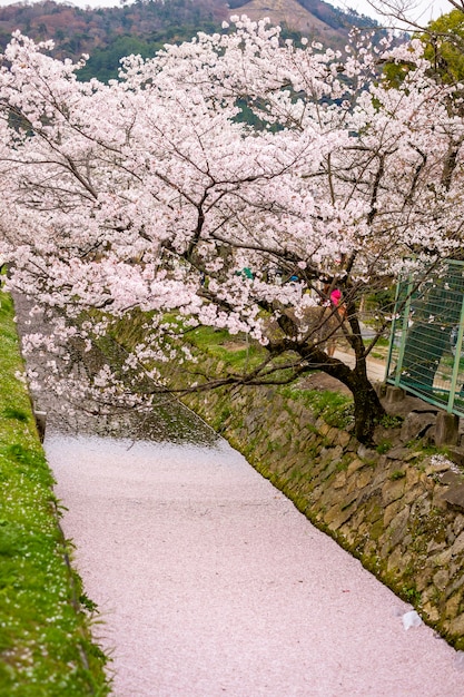 Sakura