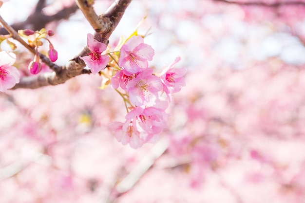 sakura