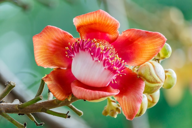 Sal Tree, Sal of India, Couroupita guianensis, cannone Ball Tree