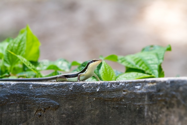 Salamander è alto