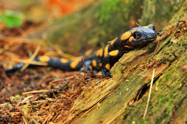 Salamandra gigante