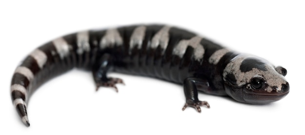 Salamandra marmorizzata (Ambystoma opacum)