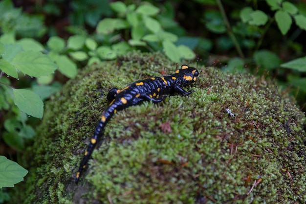 Salamandra pezzata Salamandra salamandra anfibio nero con macchie gialle o strisce in varia misura