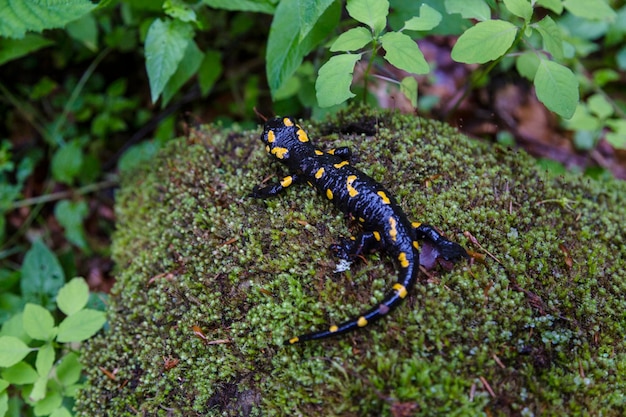 Salamandra pezzata Salamandra salamandra con macchie gialle sul muschio nelle foreste dei Carpazi ucraini