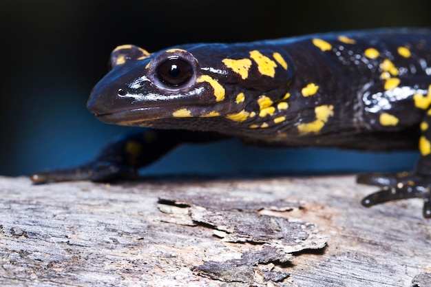 Salamandra