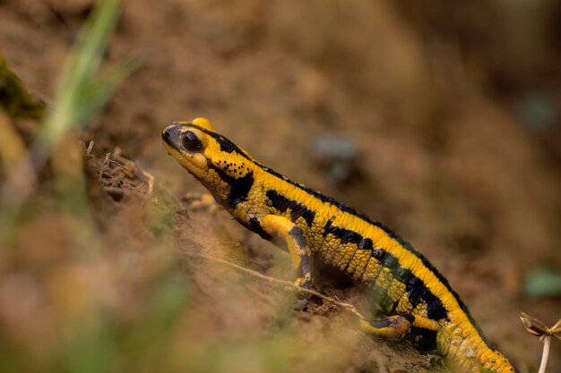 salamandre gialle e nere che camminano nel fango della foresta anfibi liberi in natura fotografia macro orizzontale spazio di copia