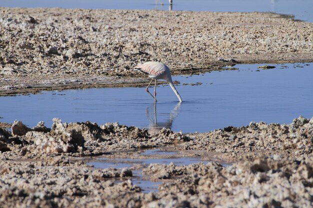 Salar de Atacma Cile