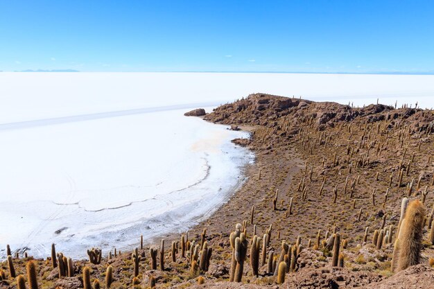 Salar de Uyuni vista da Isla Incahuasi