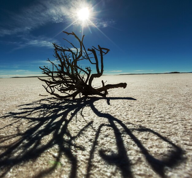 Salar de Uyuni