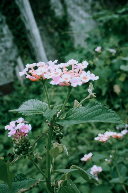 Saliara o nome scientifico Lantana Camara è un tipo di pianta da fiore della famiglia delle Verbenaceae