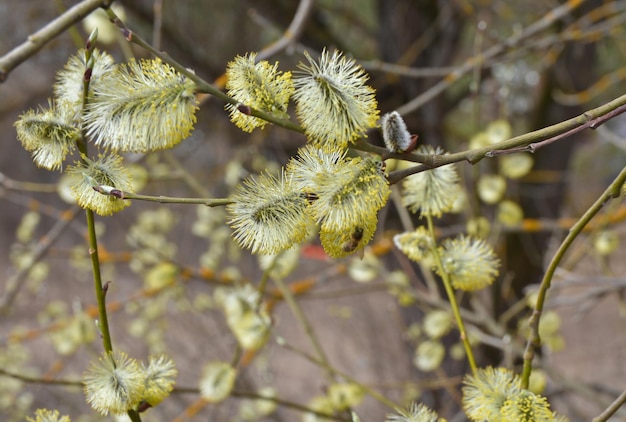 Salice a fioritura primaverile