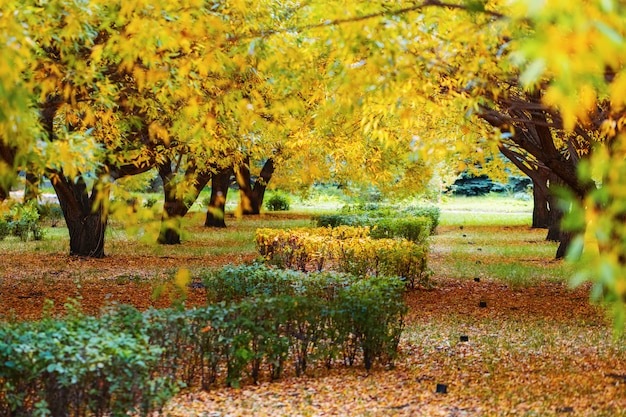 Salice degli alberi di autunno nel parco della città.