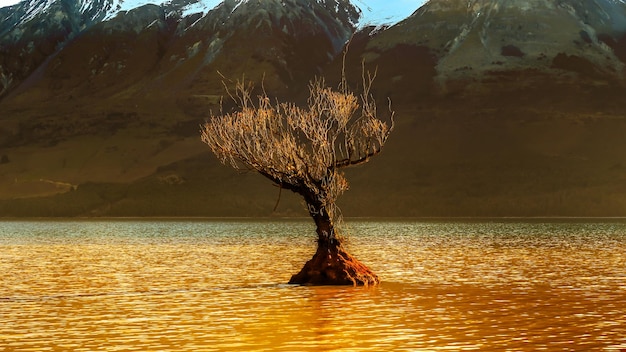 salice nel lago Wakatipu