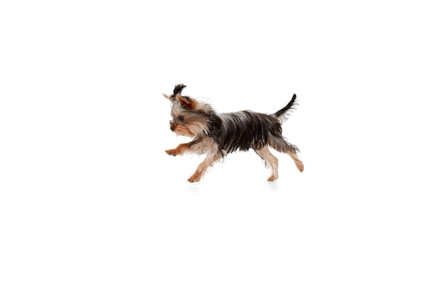 Salto. Il piccolo cane dell'Yorkshire terrier sta giocando. Simpatico cagnolino giocoso o animale domestico isolato su sfondo bianco per studio. Concetto di movimento, movimento, amore per gli animali domestici. Sembra felice, felice, divertente. Copyspace per annuncio