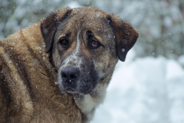 Salva l'animale nella neve