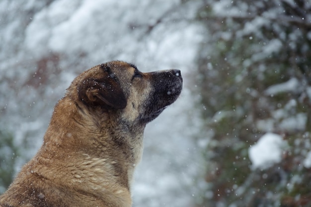 Salva l'animale nella neve