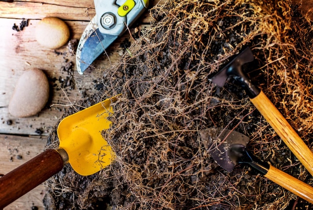 Salva la Terra e il mondo in Arbor Day