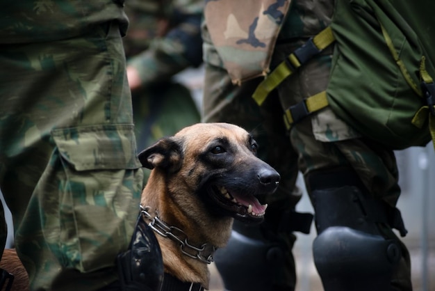Salvador Bahia Brasile 07 settembre 2023 Un cane dell'esercito è visto alla parata del giorno dell'indipendenza brasiliana nella città di Salvador Bahia