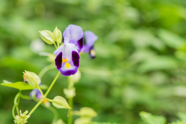 Salvia blu, fiore di salvia in giardino.