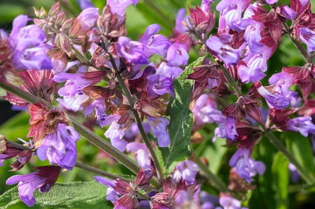 Salvia coltivata varietale - fioriture di erbe aromatiche medicinali in una soleggiata giornata estiva ravvicinata