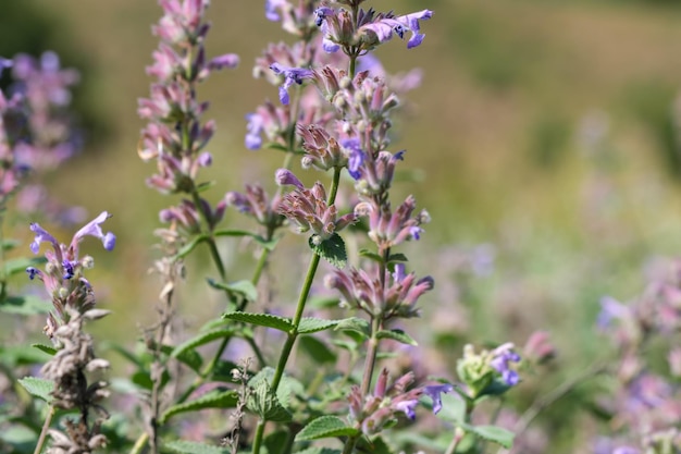 Salvia coltivata varietale